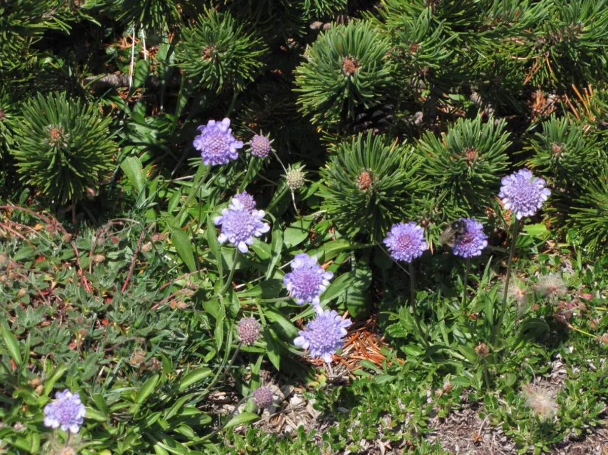 Scabiosa (Scabiosa Caucasica) — and division every 3-4 years will maintain their vigor; they are not only deer-resistant but also attract a host of, image 130