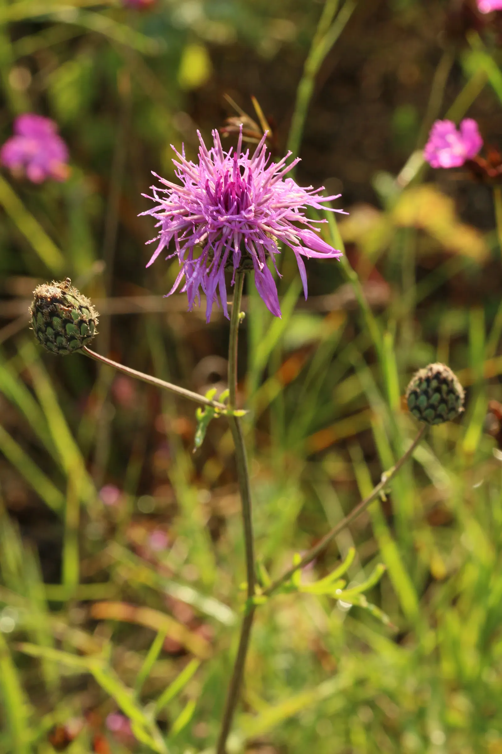 Scabiosa (Scabiosa Caucasica) — Ideal for borders, it also provides excellent cut flowers and attracts butterflies; perennial with blue and, image 79