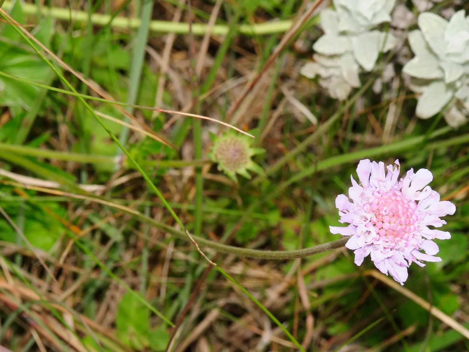 Scabiosa (Scabiosa Caucasica) — Deadheading spent blooms will encourage a longer flowering season; the Scabiosa's true allure lies in its delicate, image 148