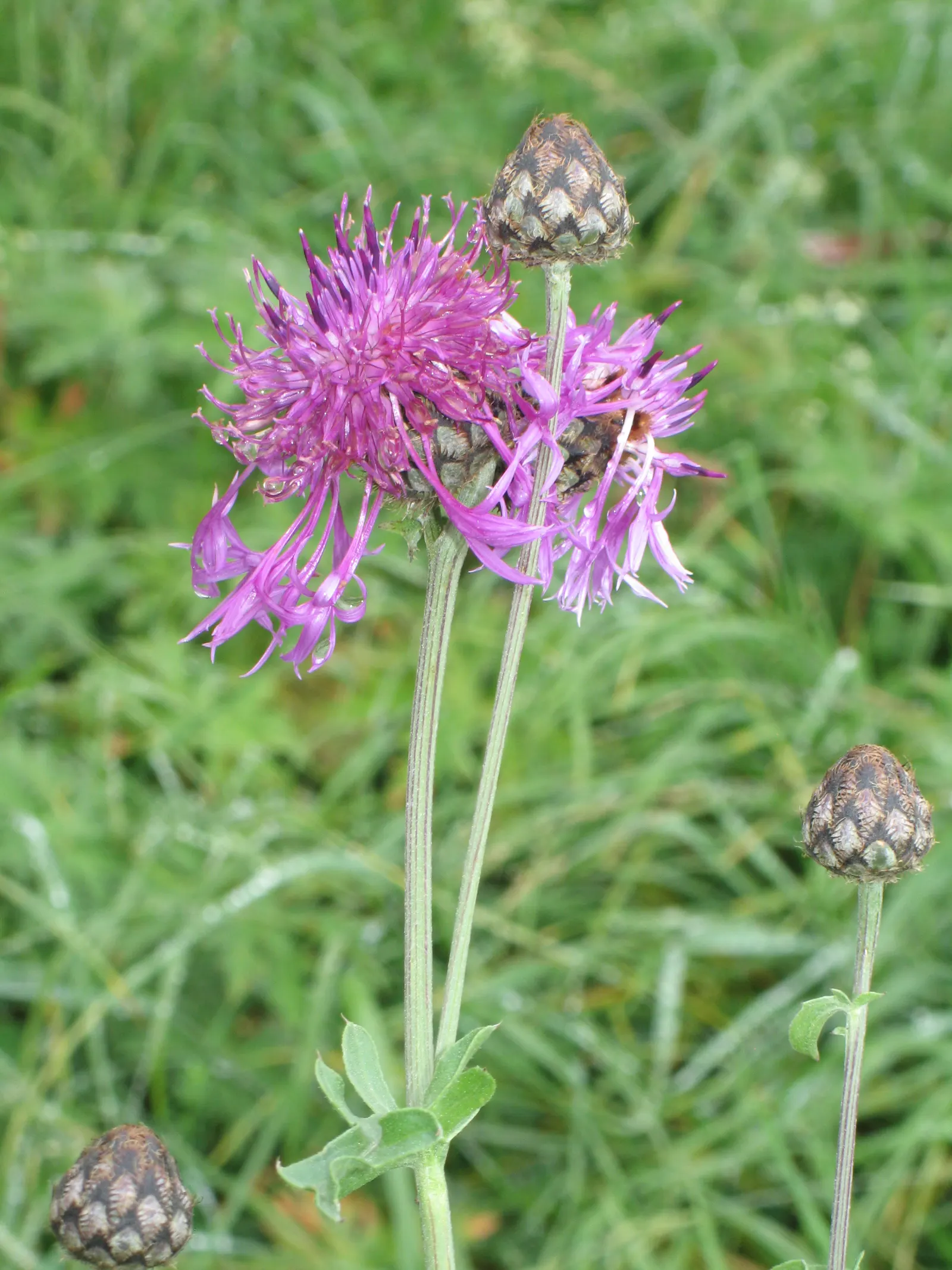 Scabiosa (Scabiosa Caucasica) — The Scabiosa's true allure lies in its delicate yet showy flowers; approximately 2 to 3 inches in diameter, image 102