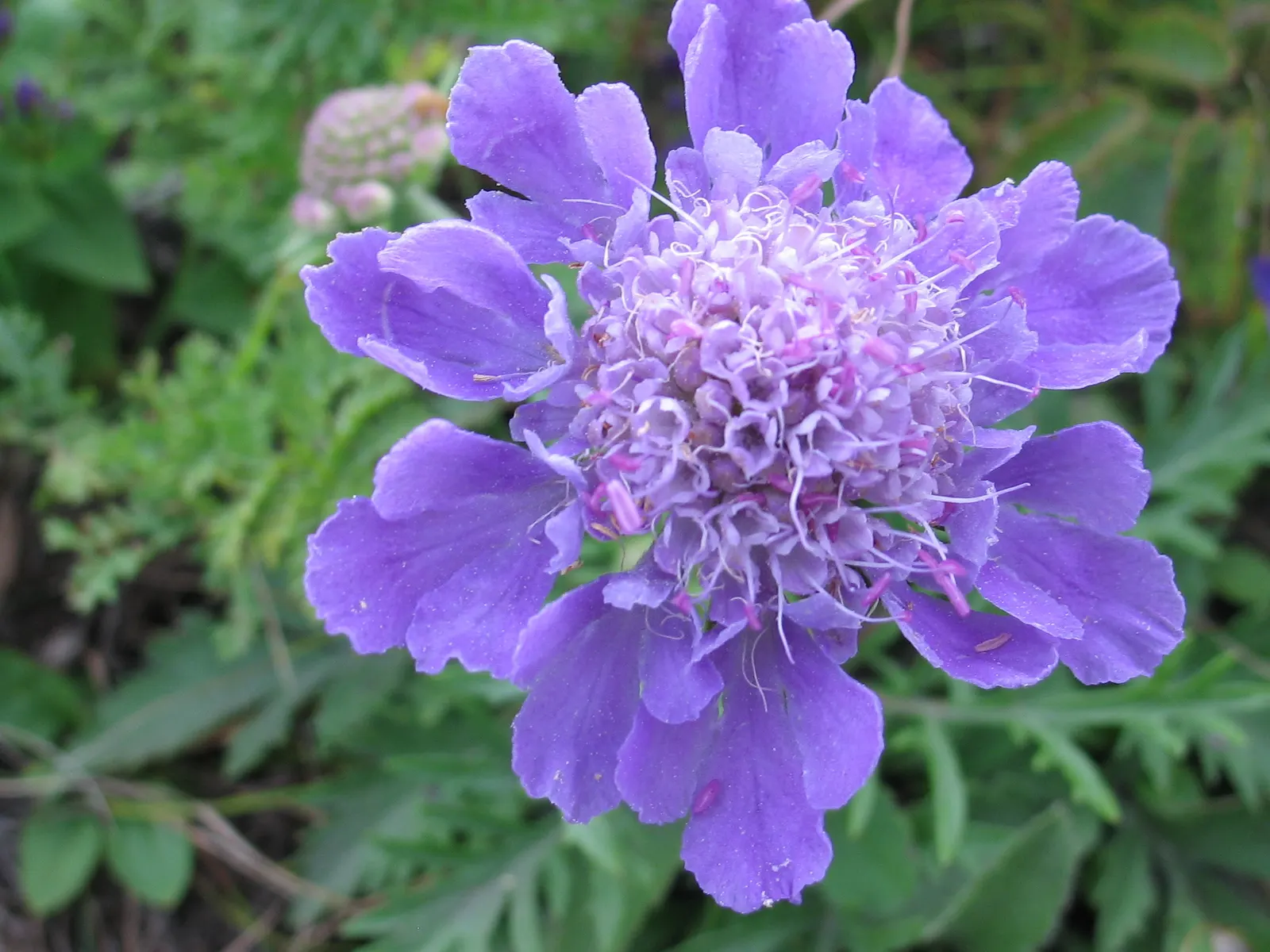 Scabiosa (Scabiosa Caucasica) — Deadheading spent blooms will encourage a longer flowering season; the Scabiosa's true allure lies in its delicate, image 110