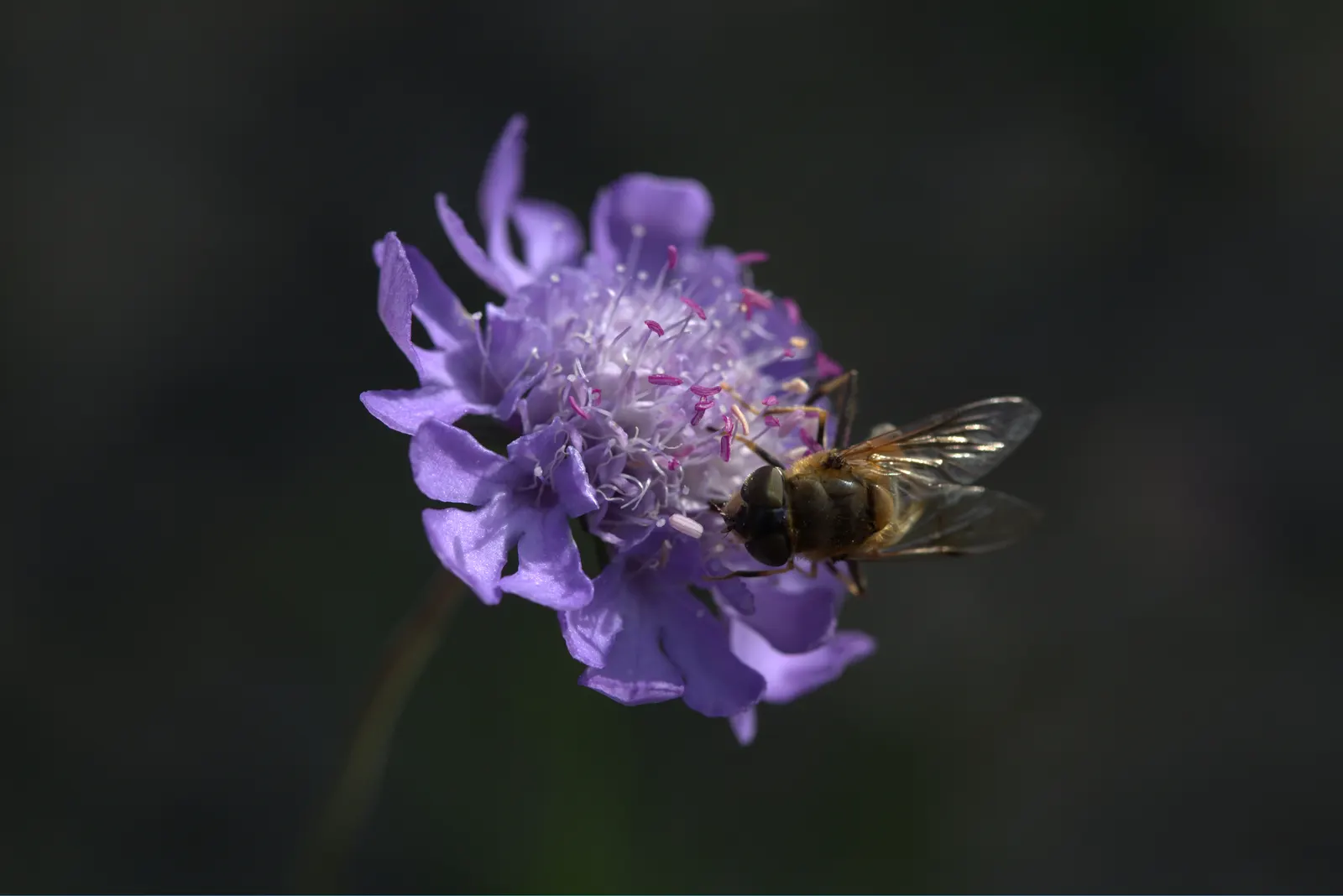 Scabiosa (Scabiosa Caucasica) — They are not only deer-resistant but also attract a host of pollinators; perennial for full, image 128