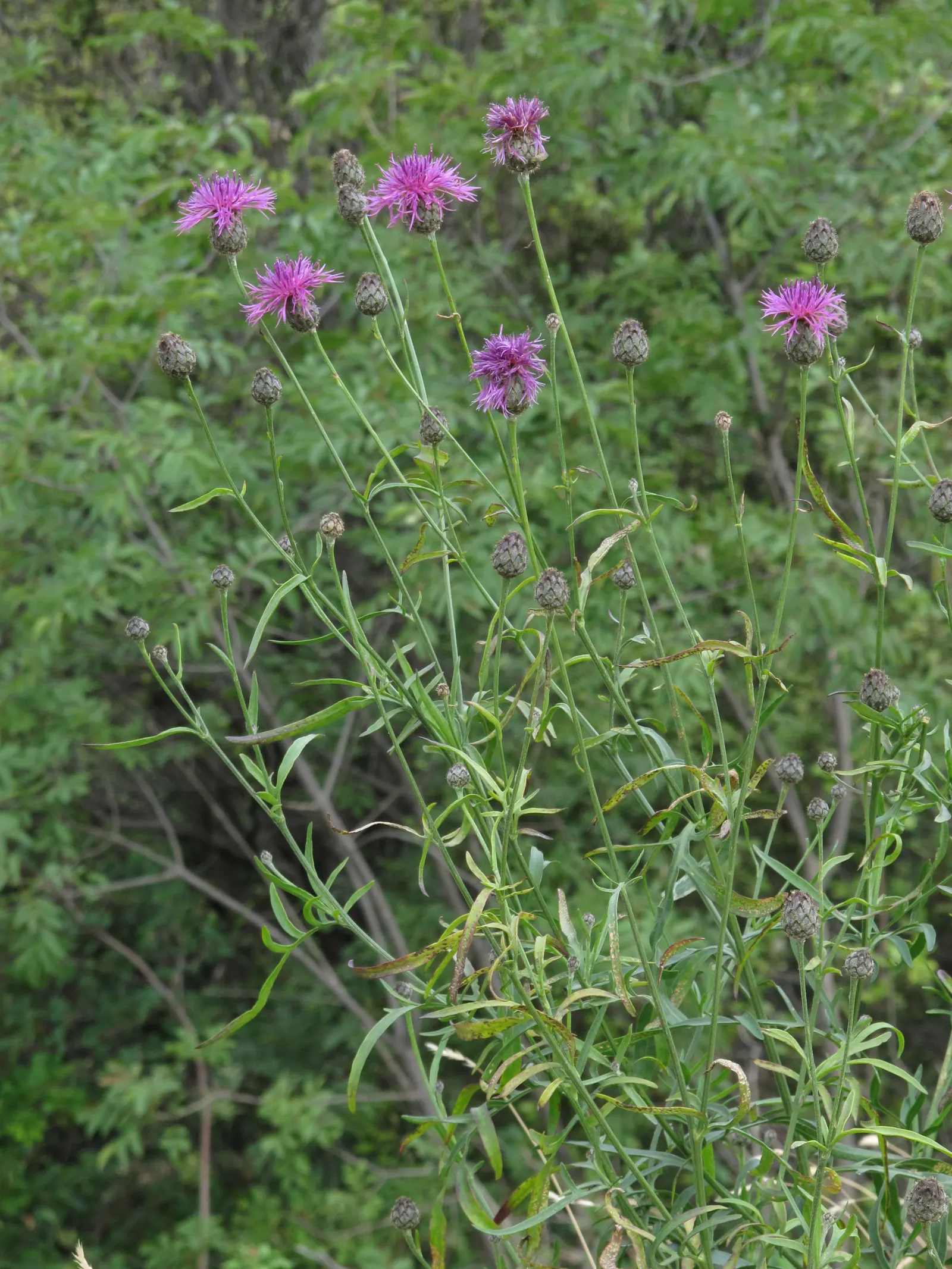 Scabiosa (Scabiosa Caucasica) — This plant typically grows to a height of 12 to 18 inches with a similar spread; regular watering will establish a, image 81