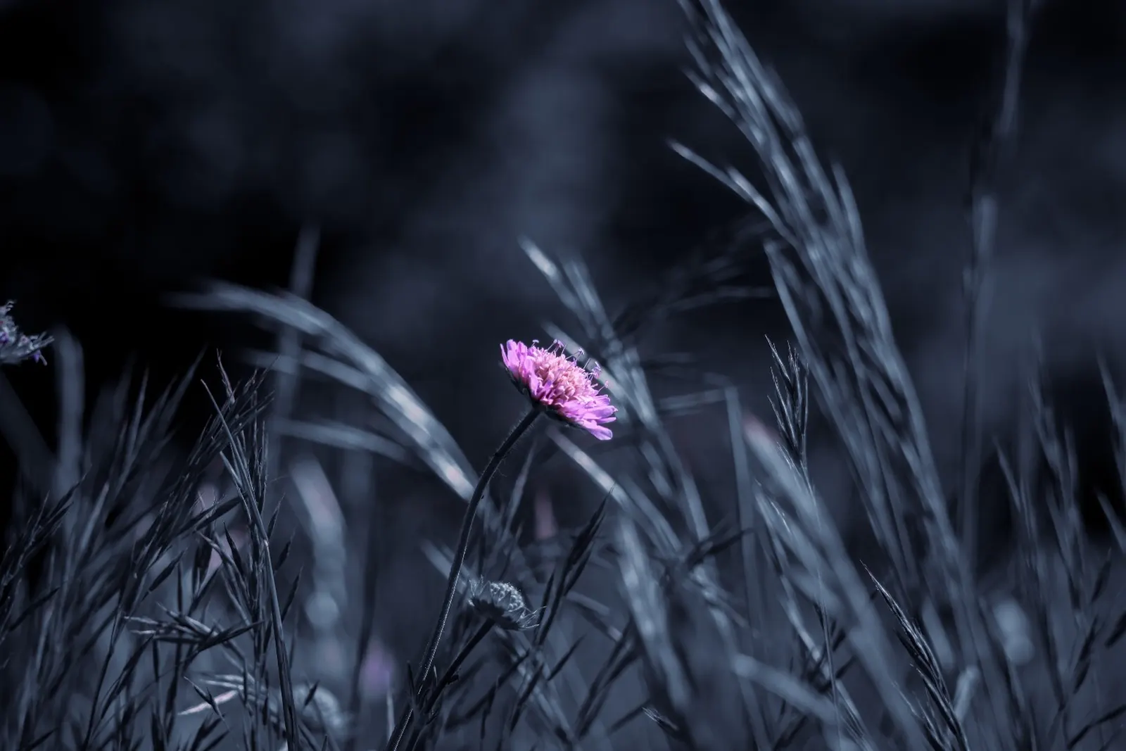 Scabiosa (Scabiosa Caucasica) — perennial for full; and division every 3-4 years will maintain their vigor, image 76