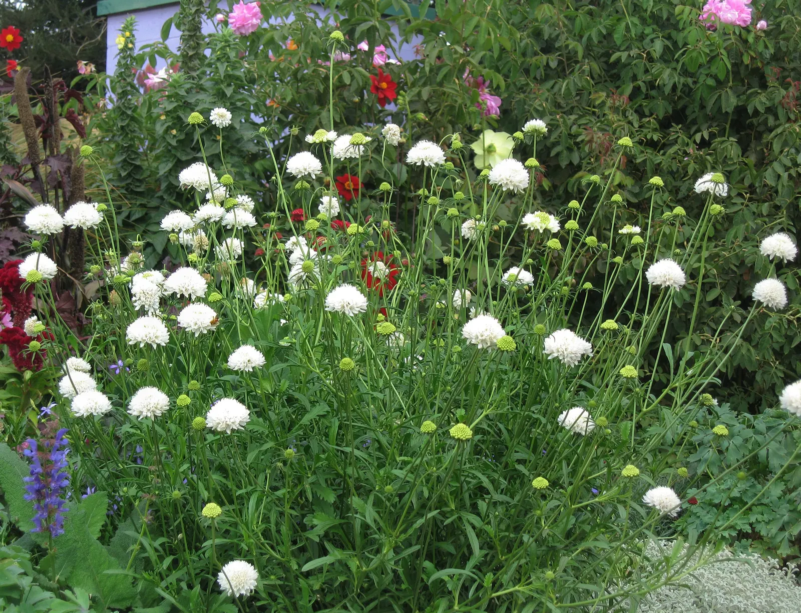Scabiosa (Scabiosa Caucasica) — It flourishes in full sun, reaching up to 24 inches tall and 12 inches wide, and prefers well-drained soil; the, image 78