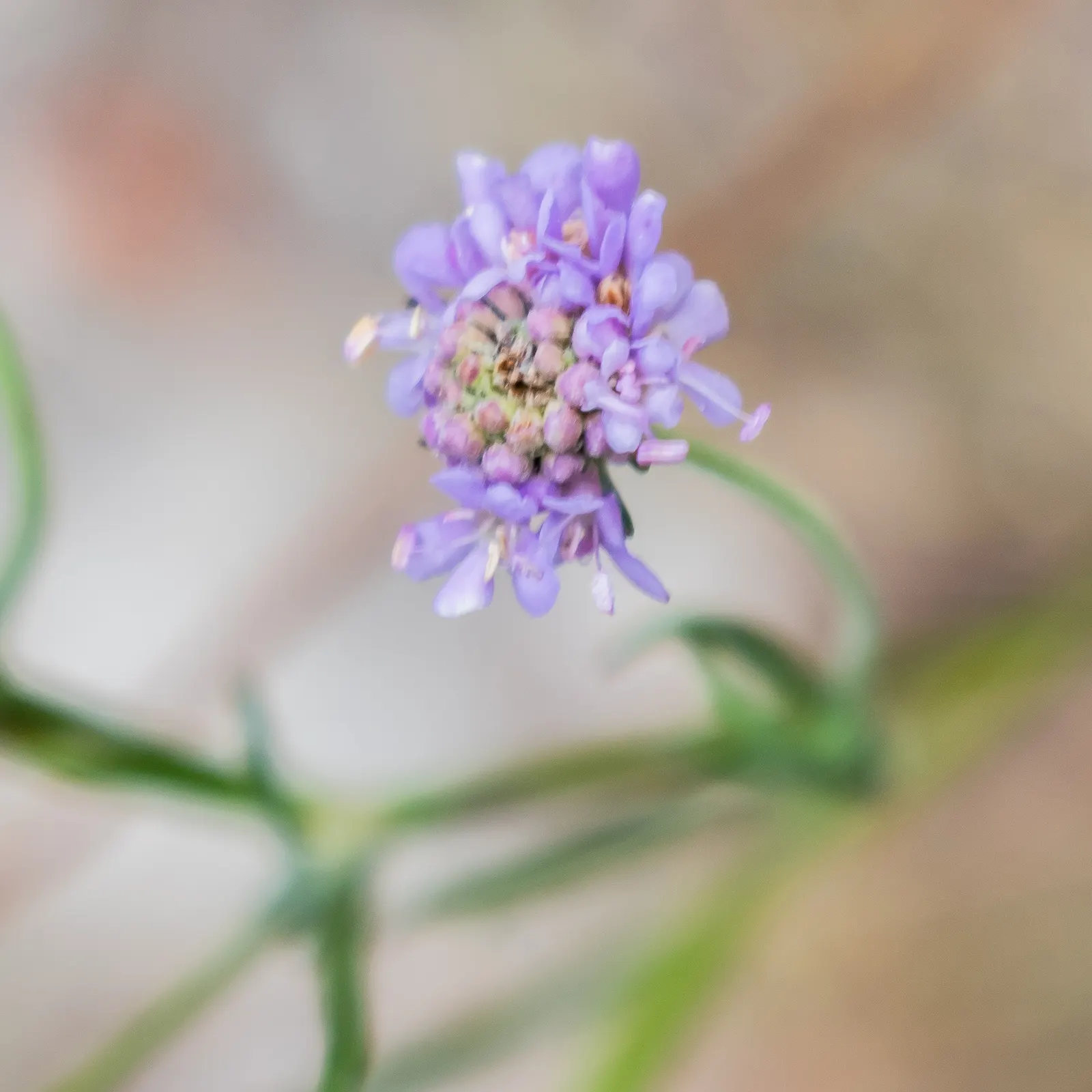 Scabiosa (Scabiosa Caucasica) — blue and lavender and multi-colored flowers in the garden; it flourishes in full sun, reaching up to 24 inches tall, image 93