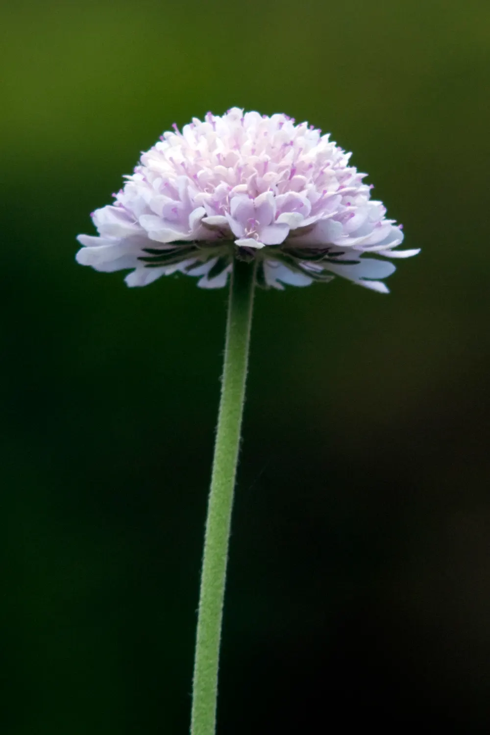 Scabiosa (Scabiosa Caucasica) — approximately 2 to 3 inches in diameter; deadheading spent blooms will encourage a longer flowering season, image 122