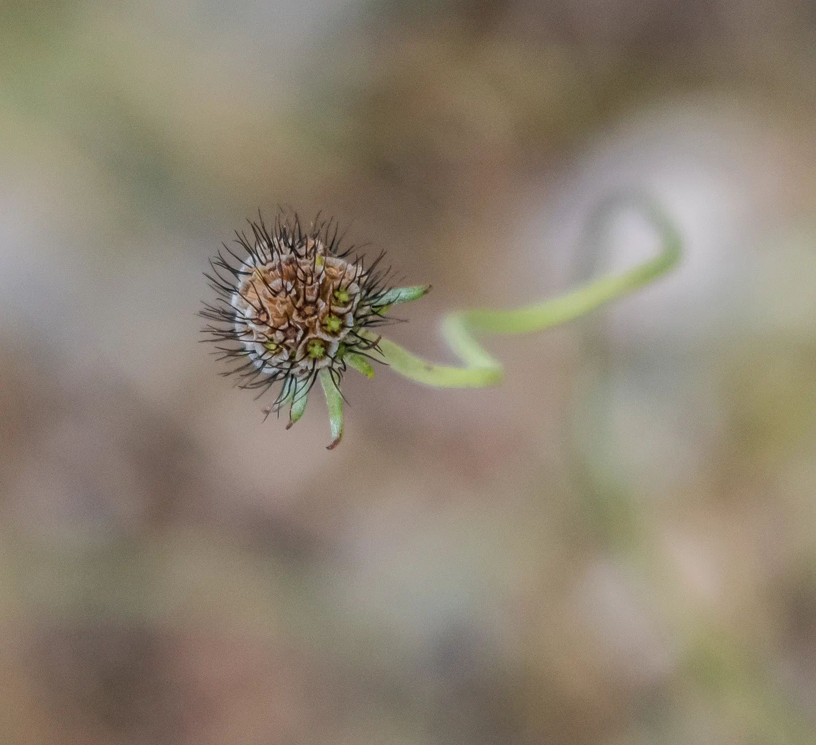 Scabiosa (Scabiosa Caucasica) — the Scabiosa thrives in full sun but can tolerate partial shade; blue and lavender and multi-colored flowers in the, image 125