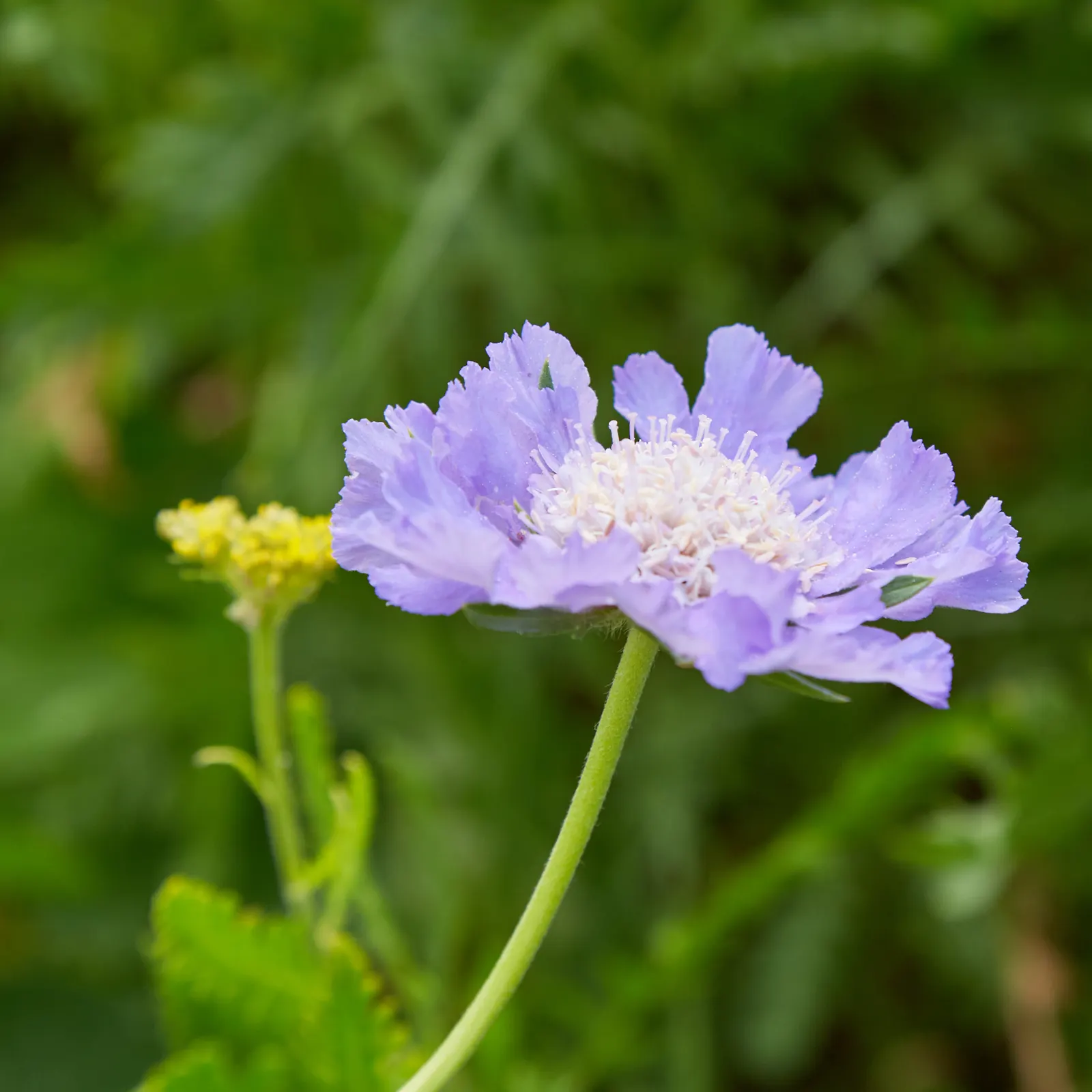 Scabiosa (Scabiosa Caucasica) — where it prefers well-drained soil with a neutral to slightly alkaline pH balance; this plant typically grows to a height of 12