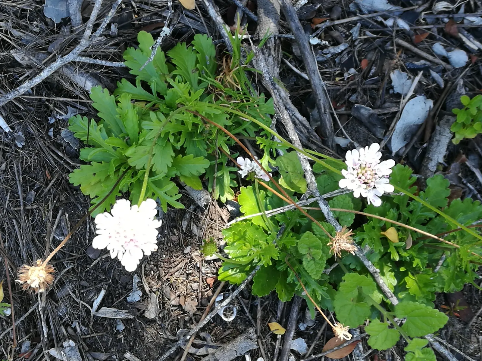 Scabiosa (Scabiosa Caucasica) — blue and lavender and multi-colored flowers in the garden; it flourishes in full sun, reaching up to 24 inches tall, image 150