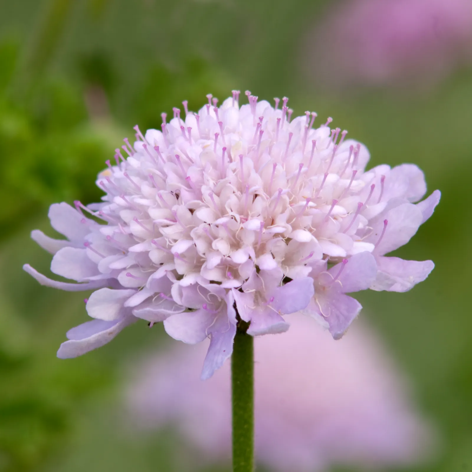 Scabiosa (Scabiosa Caucasica) — and division every 3-4 years will maintain their vigor; they are not only deer-resistant but also attract a host of, image 149