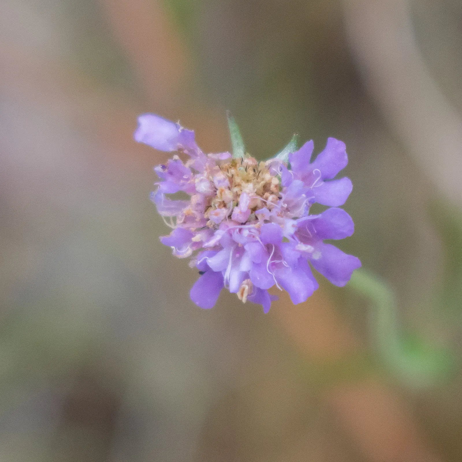 Scabiosa (Scabiosa Caucasica) — perennial with blue and lavender and multi-colored blooms; boasts an intricate array of frilly petals encircling a, image 113