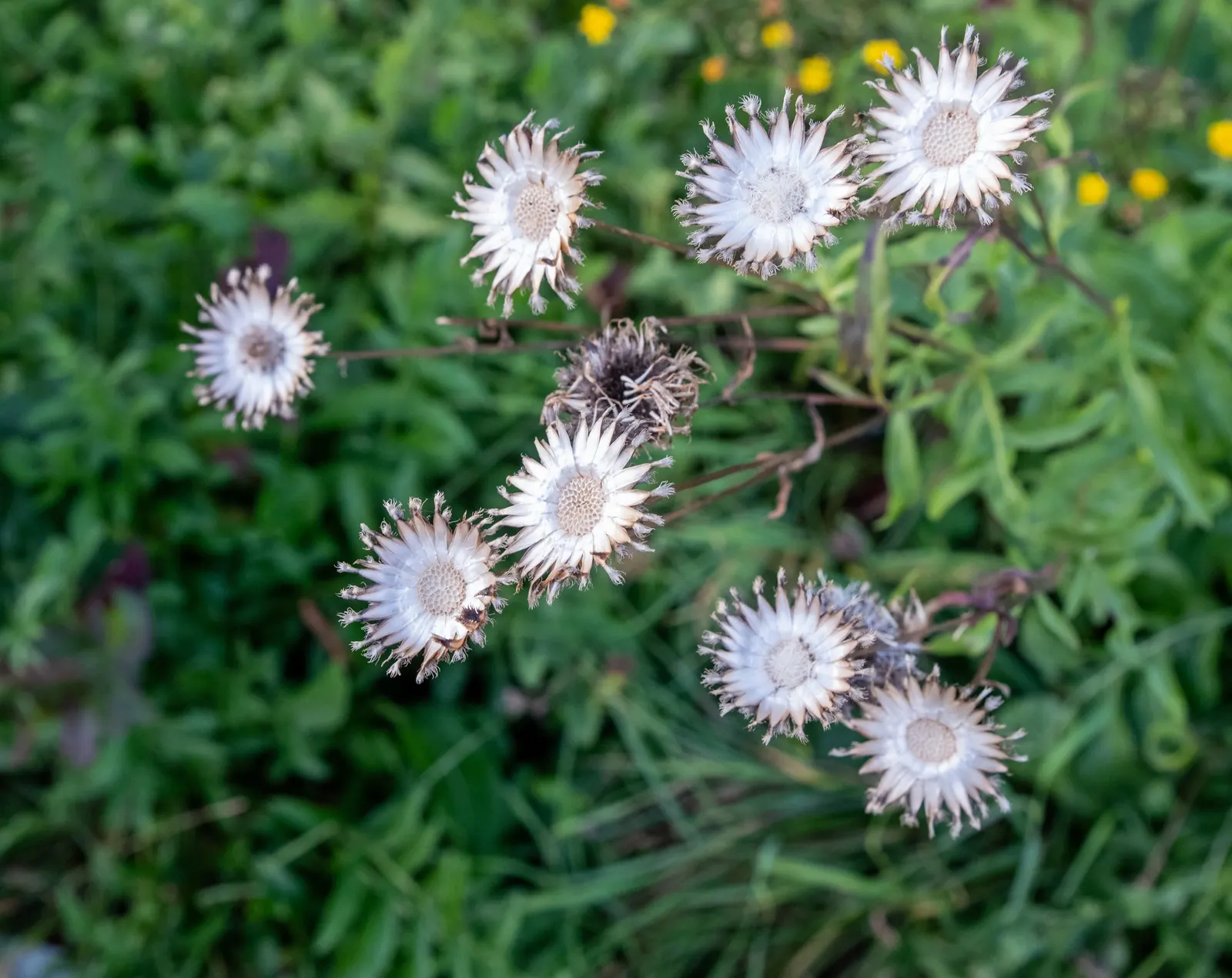 Scabiosa (Scabiosa Caucasica) — where it prefers well-drained soil with a neutral to slightly alkaline pH balance; this plant typically grows to a, image 69