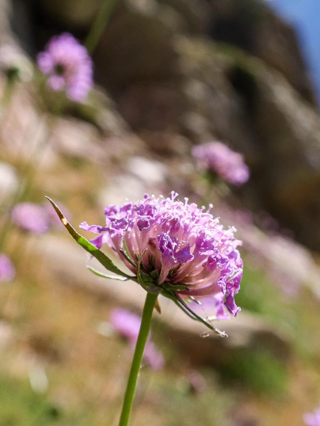 Scabiosa (Scabiosa Caucasica) — which can come in hues of pale lavender to deep blue.<br><br>Perfect for USDA Hardiness Zones 3 through 7, image 67