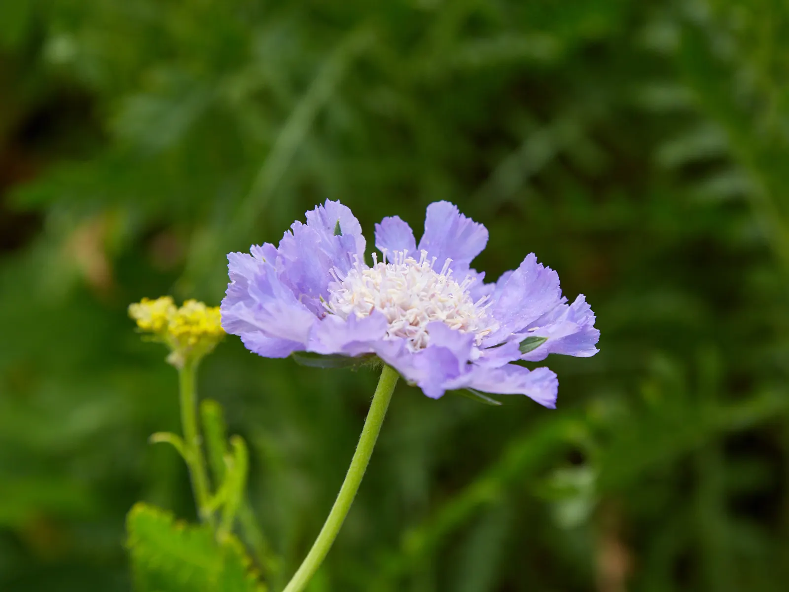 Scabiosa (Scabiosa Caucasica) — the Scabiosa thrives in full sun but can tolerate partial shade; blue and lavender and multi-colored flowers in the garden
