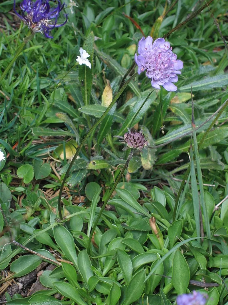 Scabiosa (Scabiosa Caucasica) — perennial with blue and lavender and multi-colored blooms; boasts an intricate array of frilly petals encircling a, image 132