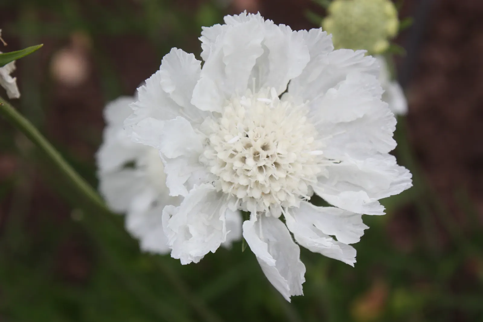 Scabiosa (Scabiosa Caucasica) — Regular watering will establish a robust root system, though mature plants are drought-tolerant; where it prefers well-drained