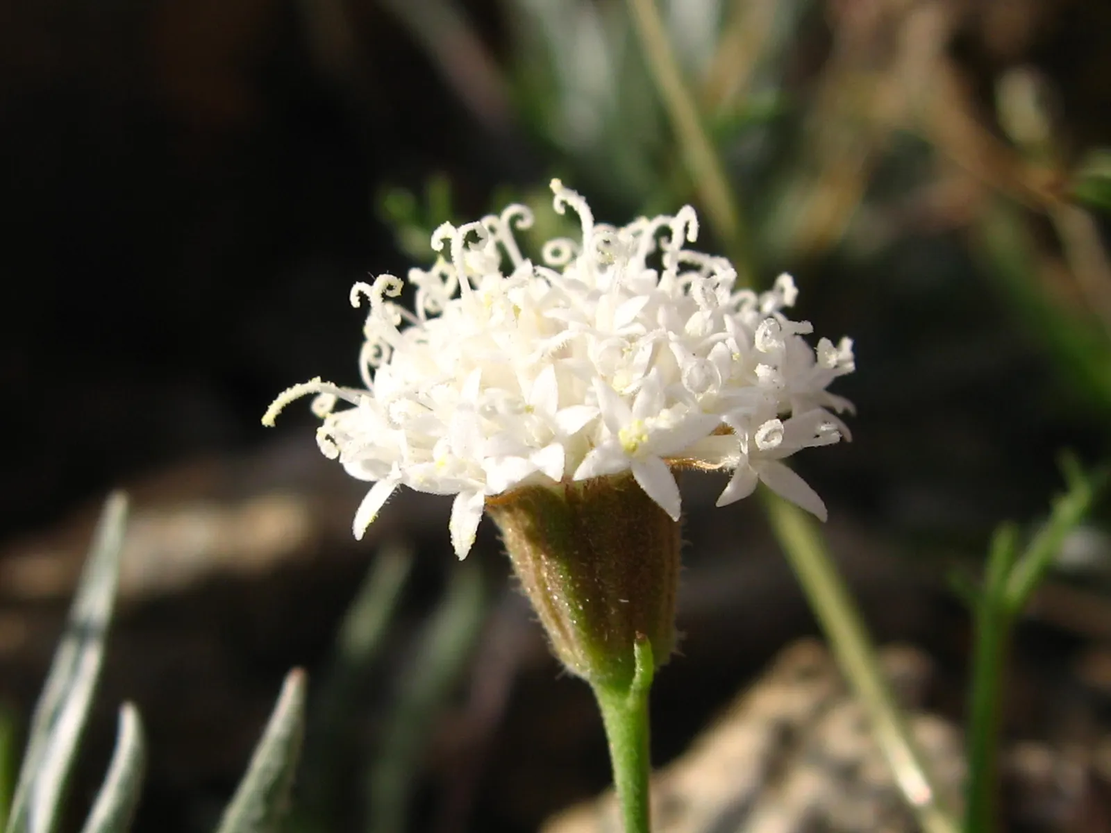 Scabiosa (Scabiosa Caucasica) — perennial for full; and division every 3-4 years will maintain their vigor, image 114