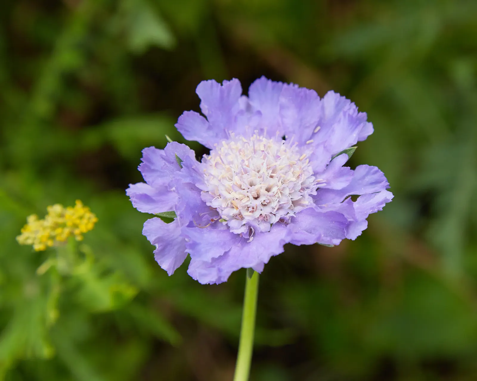 Scabiosa (Scabiosa Caucasica) — Deadheading spent blooms will encourage a longer flowering season; the Scabiosa's true allure lies in its delicate yet showy