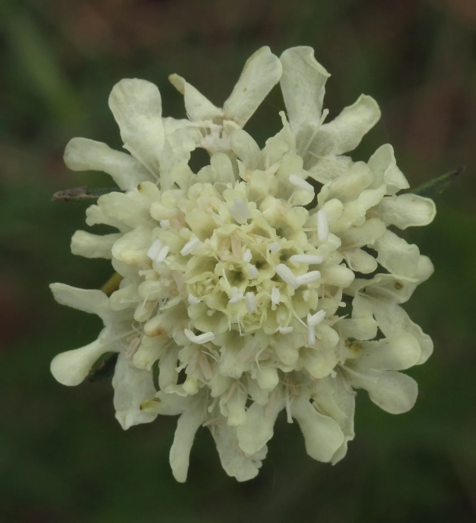Scabiosa (Scabiosa Caucasica) — Deadheading spent blooms will encourage a longer flowering season; the Scabiosa's true allure lies in its delicate, image 72