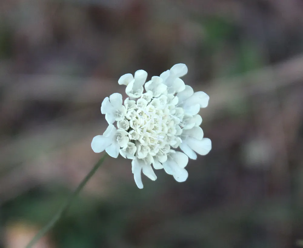 Scabiosa (Scabiosa Caucasica) — and division every 3-4 years will maintain their vigor; they are not only deer-resistant but also attract a host of, image 73