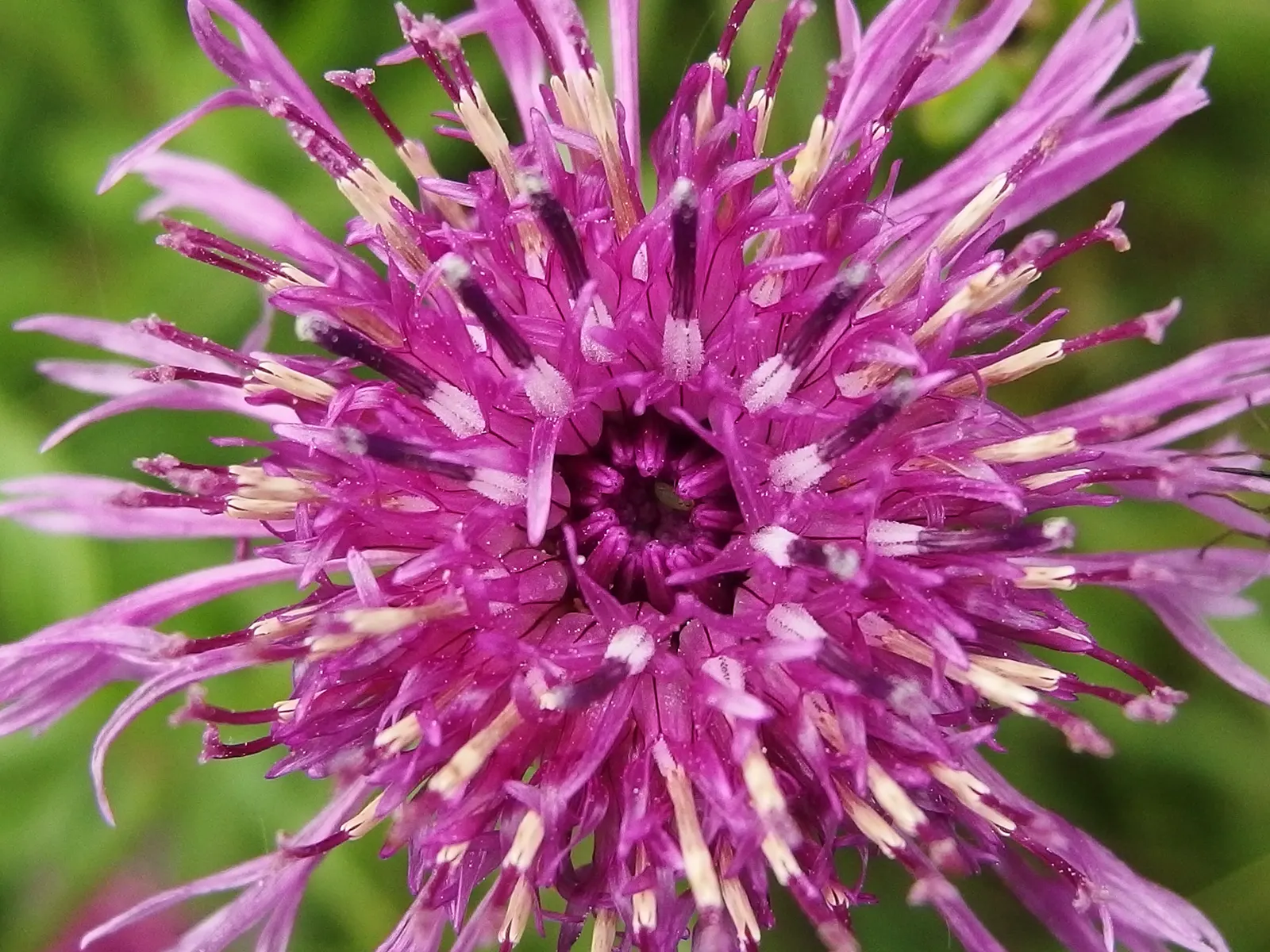Scabiosa (Scabiosa Caucasica) — Scabiosa caucasica, commonly known as Pincushion Flower, is a charming perennial; commonly known as Caucasian, image 134