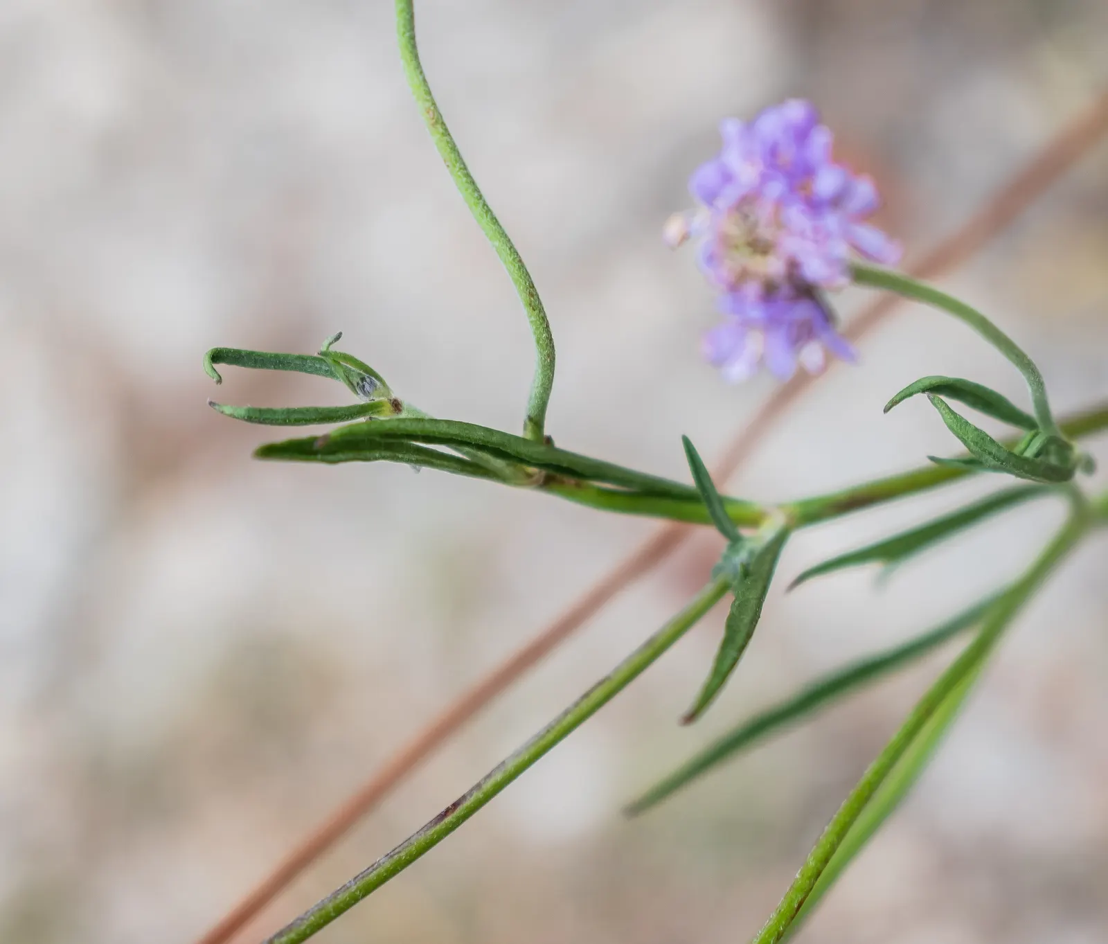 Scabiosa (Scabiosa Caucasica) — Regular watering will establish a robust root system, though mature plants are drought-tolerant; where it prefers, image 127