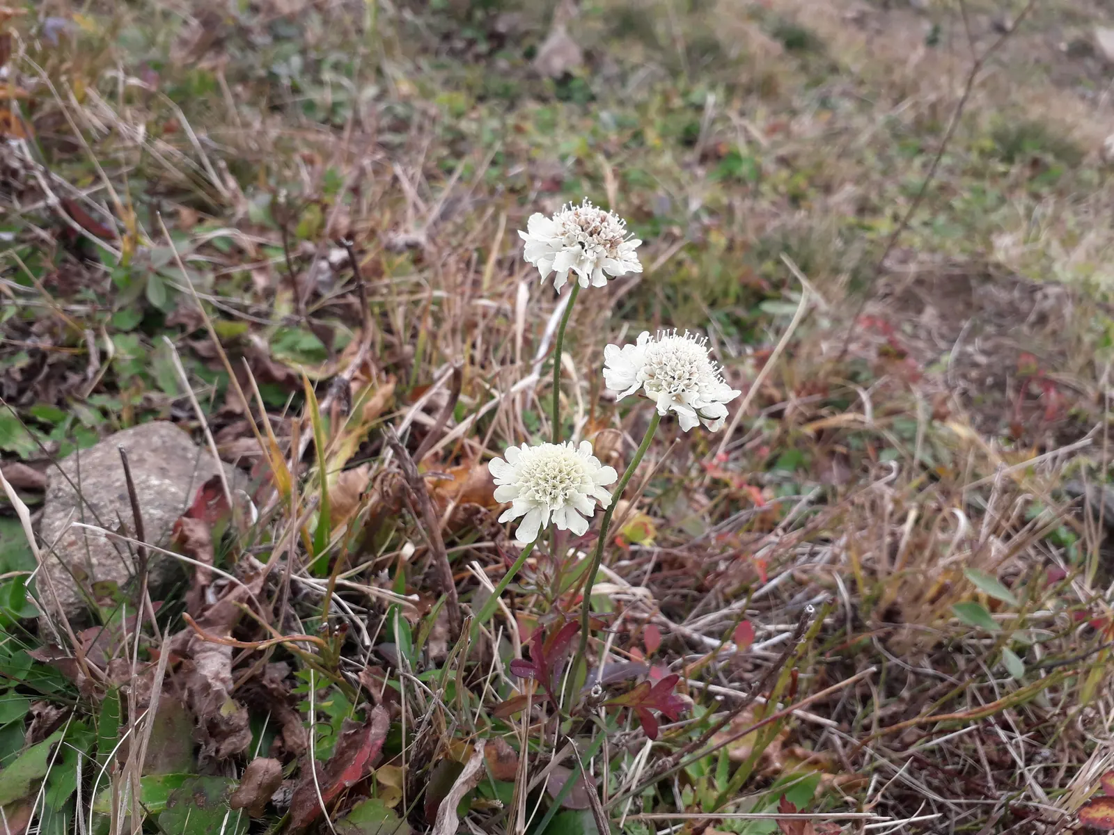 Scabiosa (Scabiosa Caucasica) — approximately 2 to 3 inches in diameter; deadheading spent blooms will encourage a longer flowering season, image 84