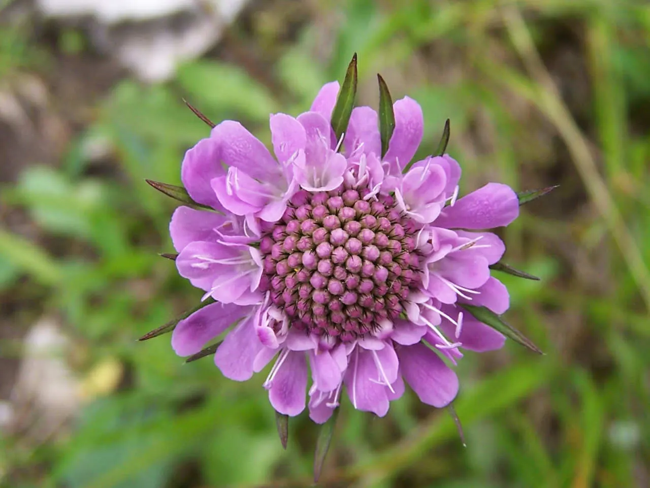 Scabiosa (Scabiosa Caucasica) — which can come in hues of pale lavender to deep blue.<br><br>Perfect for USDA Hardiness Zones 3 through 7, image 143