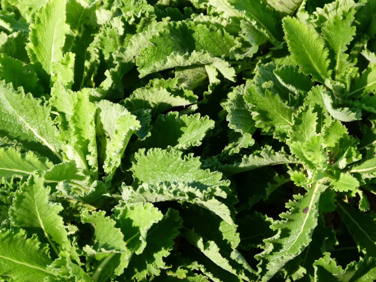 Scabiosa (Scabiosa Caucasica) — This plant typically grows to a height of 12 to 18 inches with a similar spread; regular watering will establish a, image 157