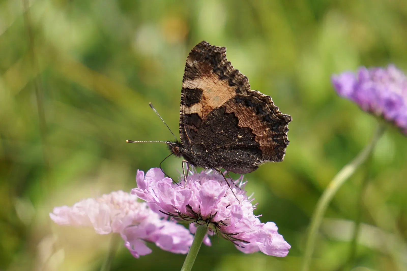Scabiosa (Scabiosa Caucasica) — Scabiosa caucasica, commonly known as Pincushion Flower, is a charming perennial; commonly known as Caucasian, image 115