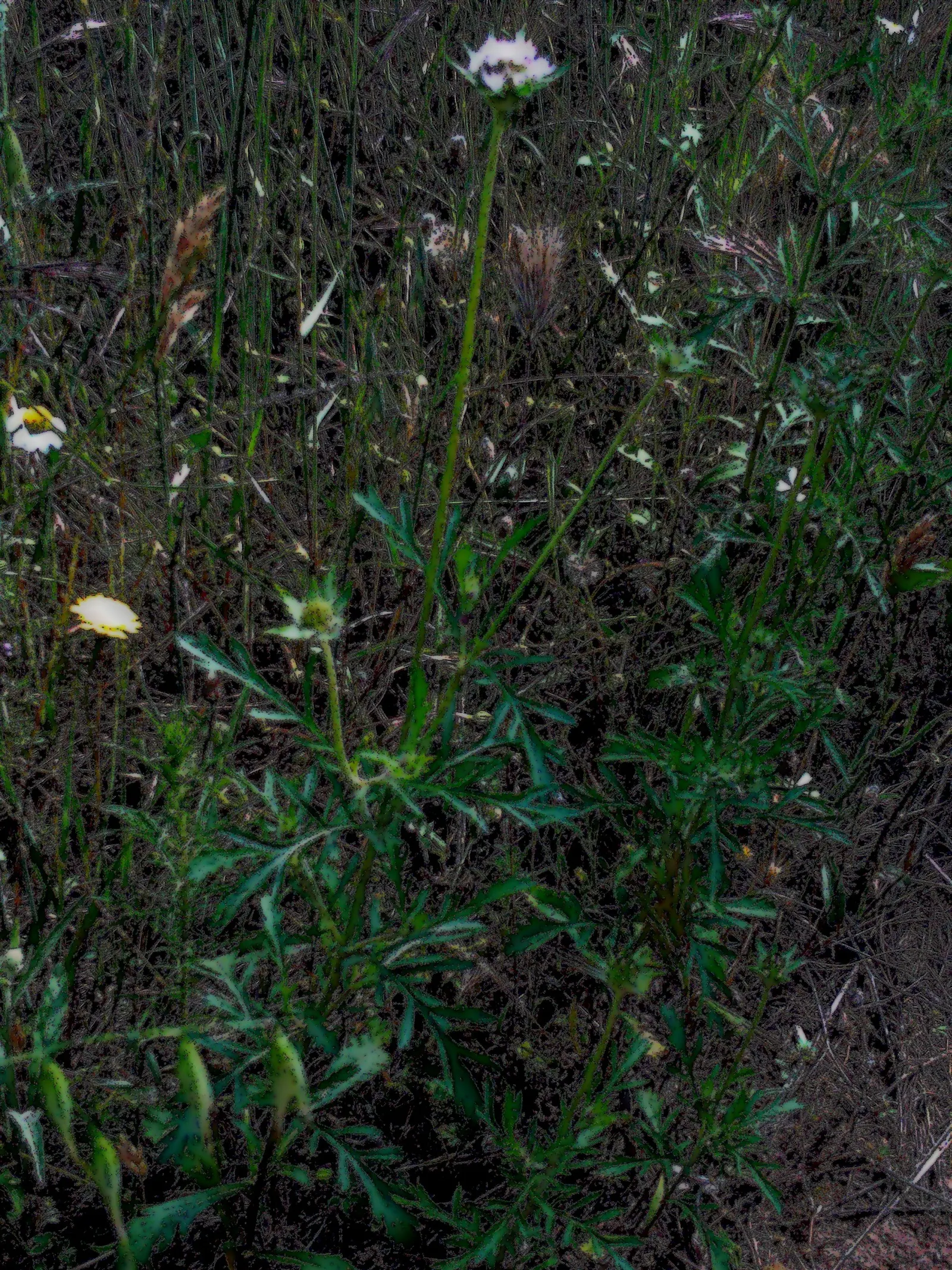 Scabiosa (Scabiosa Caucasica) — They are not only deer-resistant but also attract a host of pollinators; perennial for full, image 109