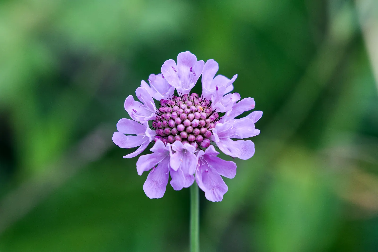 Scabiosa (Scabiosa Caucasica) — forming neat clumps of slender; scabiosa caucasica, commonly known as Pincushion Flower, is a charming perennial, image 158