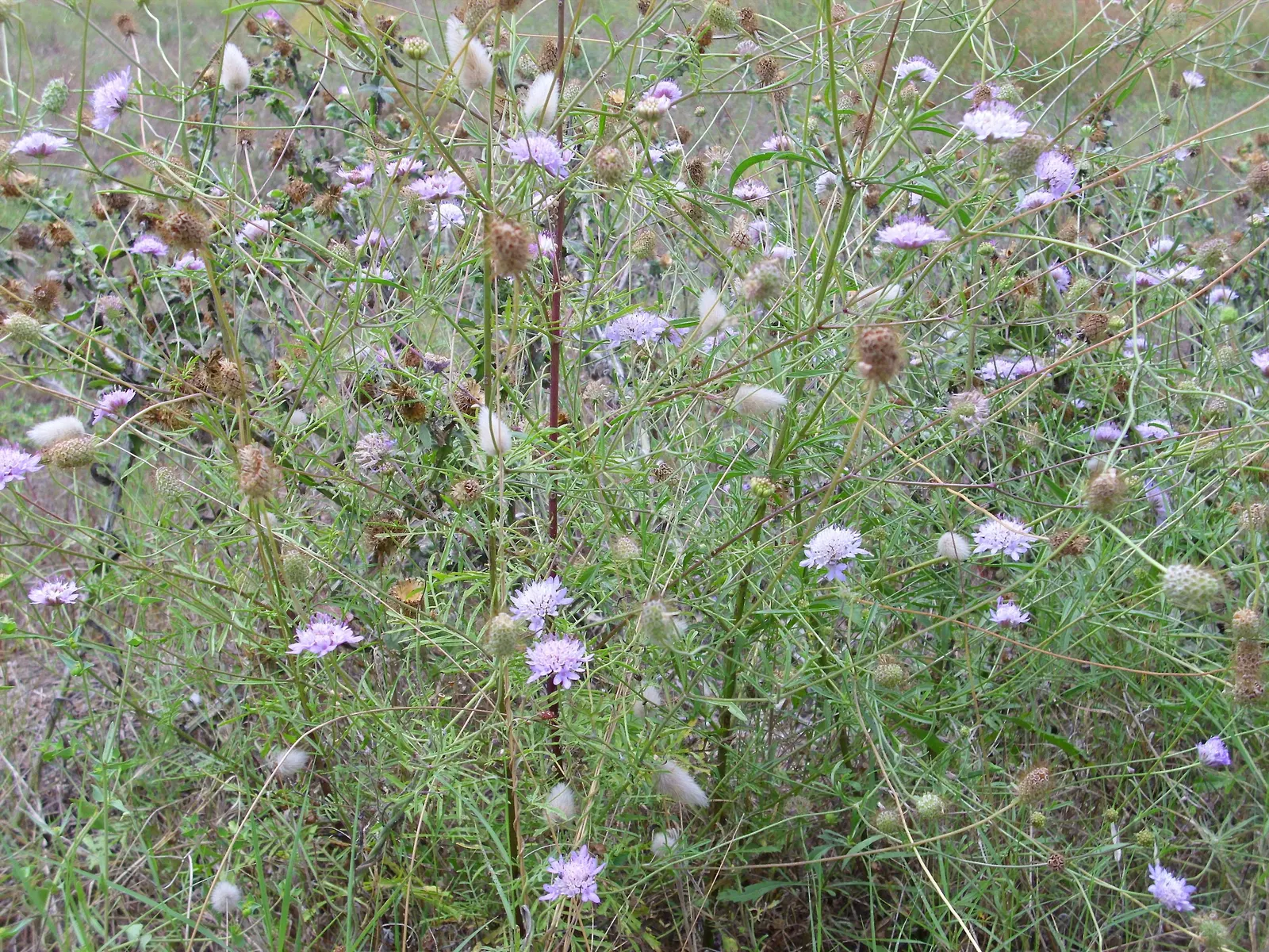 Scabiosa (Scabiosa Caucasica) — It flourishes in full sun, reaching up to 24 inches tall and 12 inches wide, and prefers well-drained soil; the, image 116