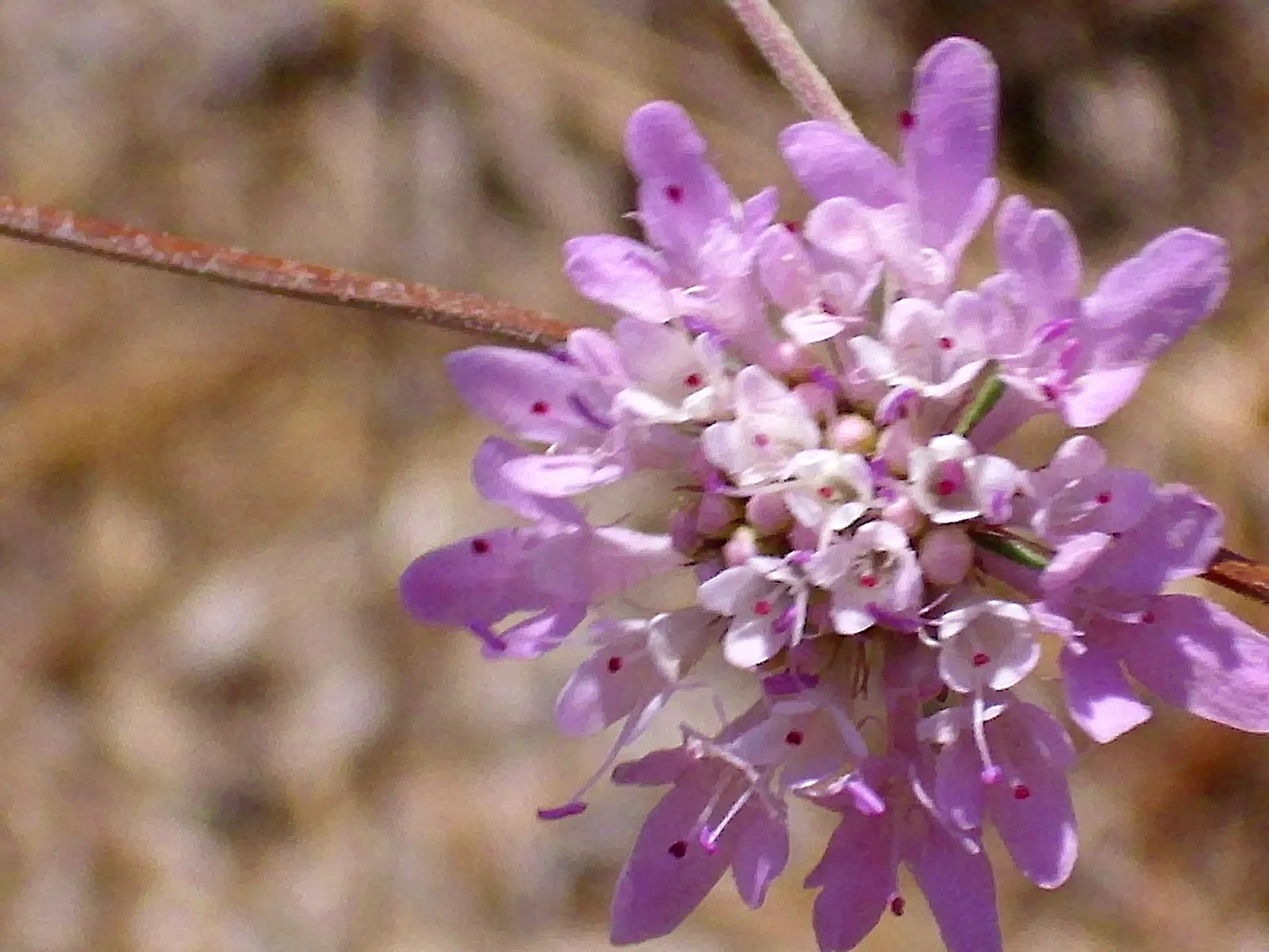 Scabiosa (Scabiosa Caucasica) — where it prefers well-drained soil with a neutral to slightly alkaline pH balance; this plant typically grows to a, image 126