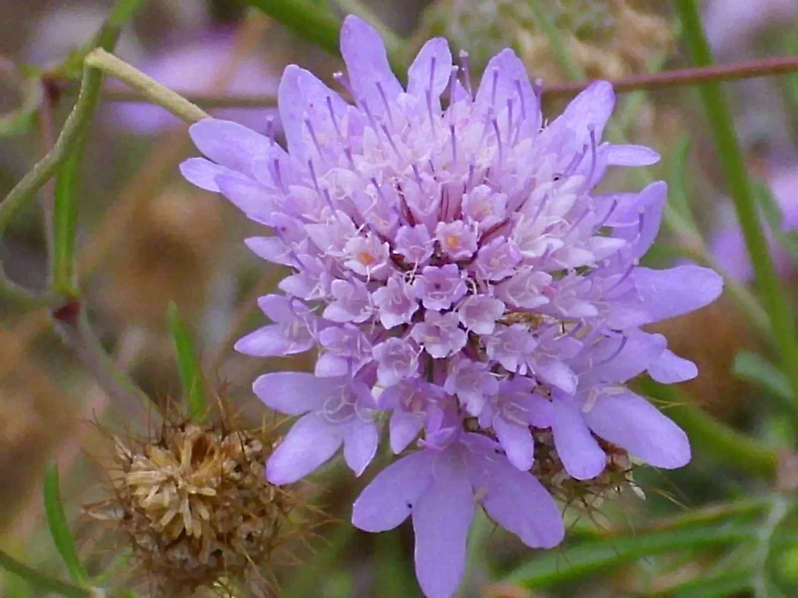 Scabiosa (Scabiosa Caucasica) — which can come in hues of pale lavender to deep blue.<br><br>Perfect for USDA Hardiness Zones 3 through 7, image 124