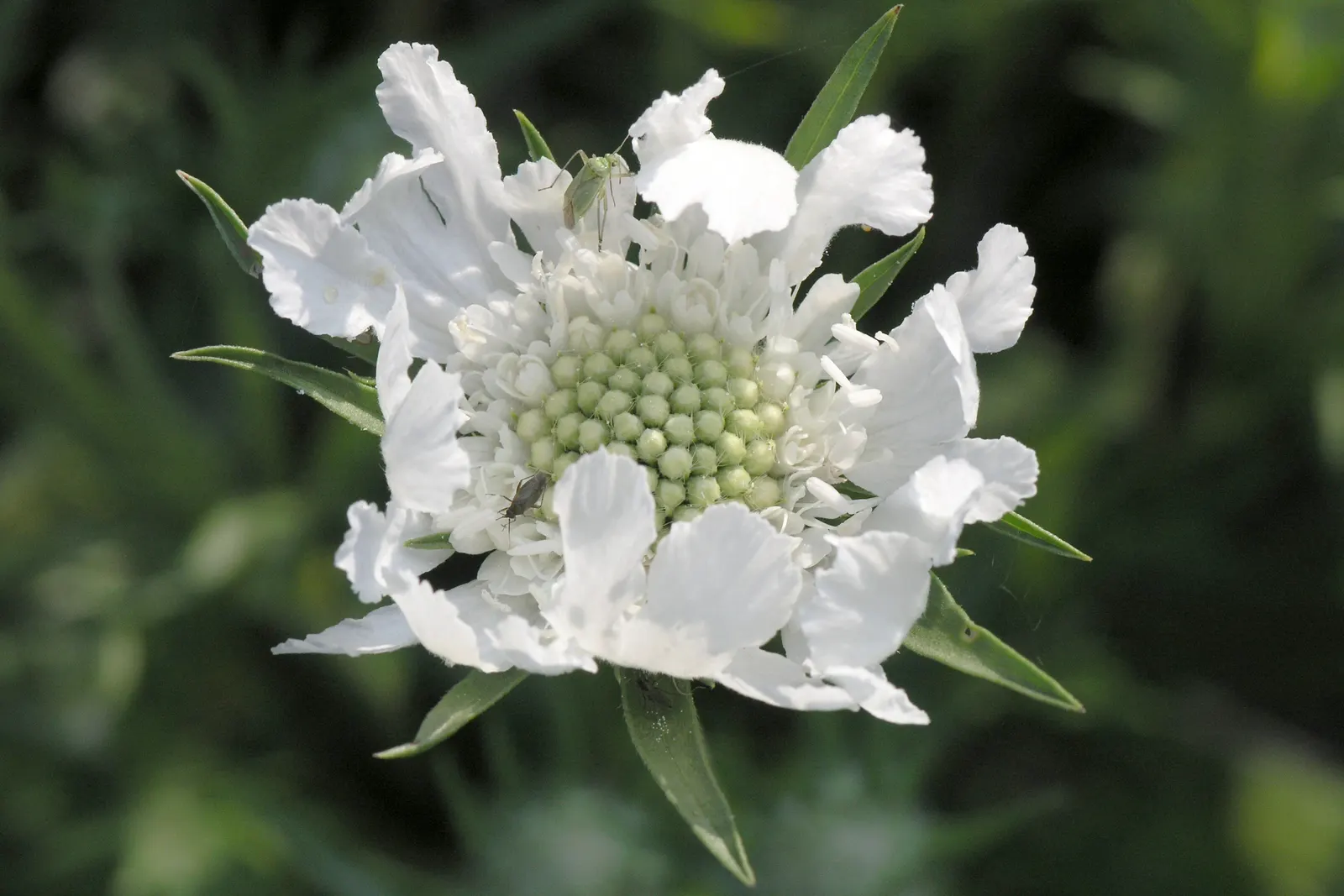 Scabiosa (Scabiosa Caucasica) — which can come in hues of pale lavender to deep blue.<br><br>Perfect for USDA Hardiness Zones 3 through 7, image 29