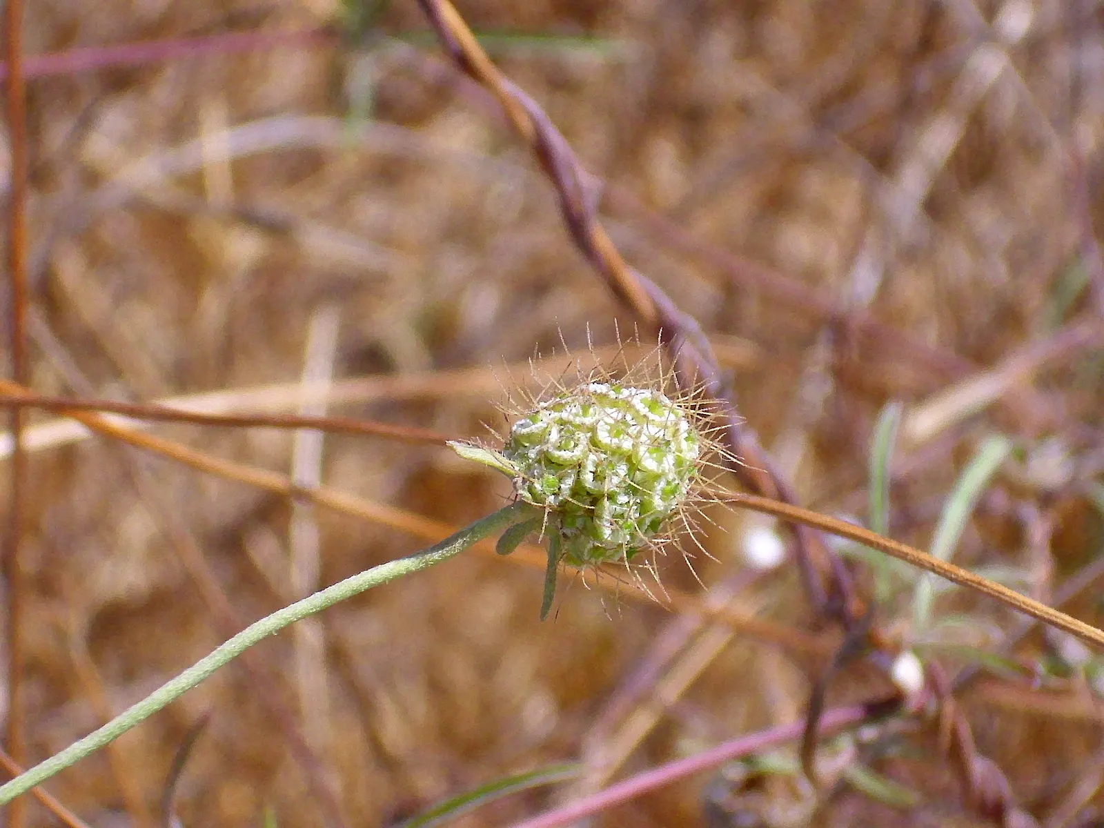 Scabiosa (Scabiosa Caucasica) — commonly known as Caucasian Pincushion Flower or simply Scabiosa; forming neat clumps of slender, image 80