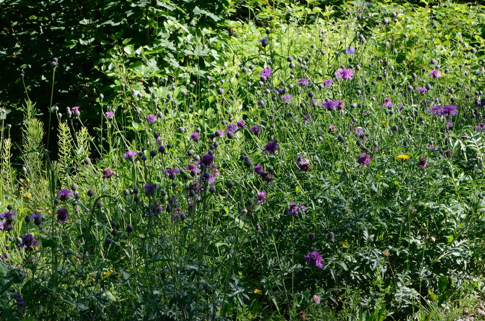 Scabiosa (Scabiosa Caucasica) — which can come in hues of pale lavender to deep blue.<br><br>Perfect for USDA Hardiness Zones 3 through 7, image 162