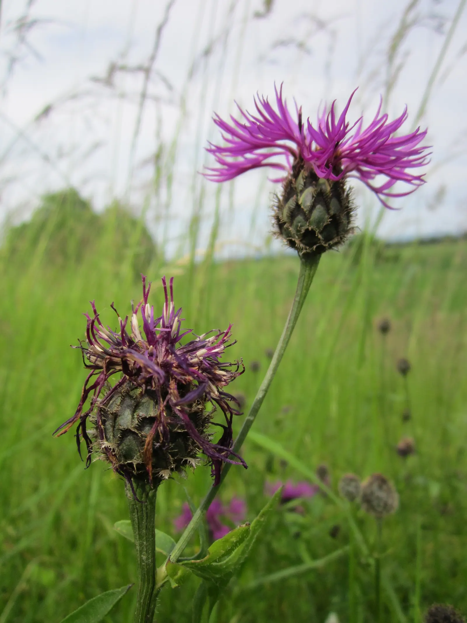 Scabiosa (Scabiosa Caucasica) — boasts an intricate array of frilly petals encircling a pronounced pincushion-like center; ideal for borders, it, image 104
