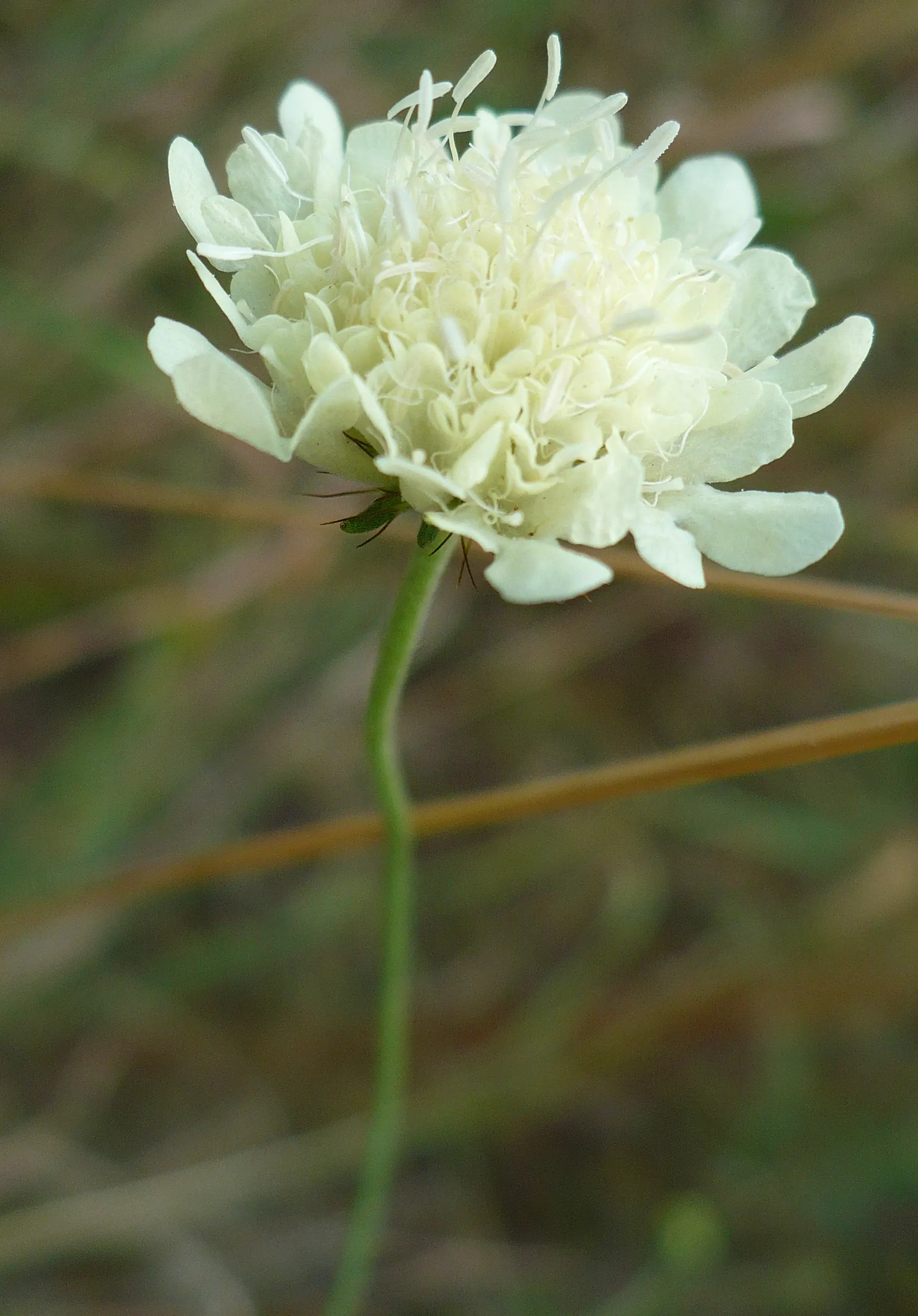 Scabiosa (Scabiosa Caucasica) — It flourishes in full sun, reaching up to 24 inches tall and 12 inches wide, and prefers well-drained soil; the, image 97