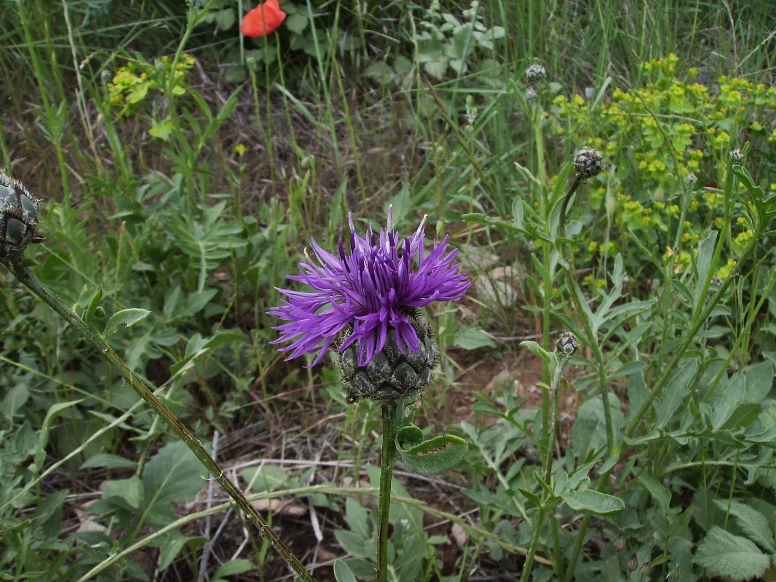 Scabiosa (Scabiosa Caucasica) — approximately 2 to 3 inches in diameter; deadheading spent blooms will encourage a longer flowering season, image 160