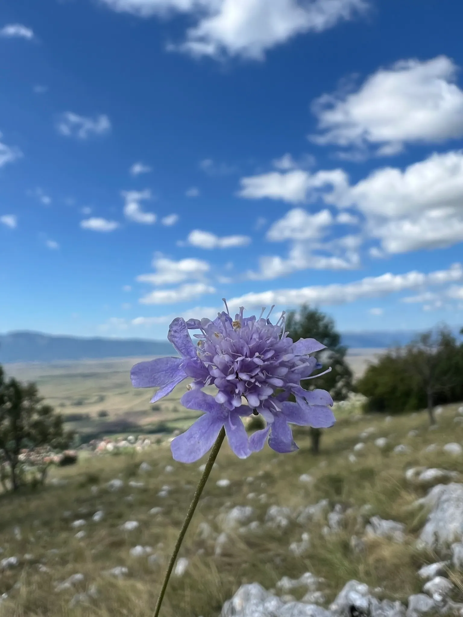 Scabiosa (Scabiosa Caucasica) — where it prefers well-drained soil with a neutral to slightly alkaline pH balance; this plant typically grows to a, image 107