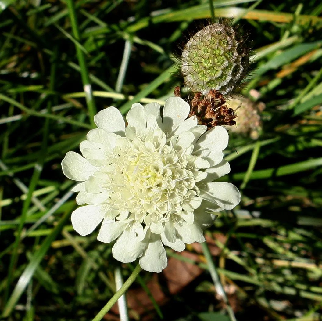 Scabiosa (Scabiosa Caucasica) — boasts an intricate array of frilly petals encircling a pronounced pincushion-like center; ideal for borders, it, image 161