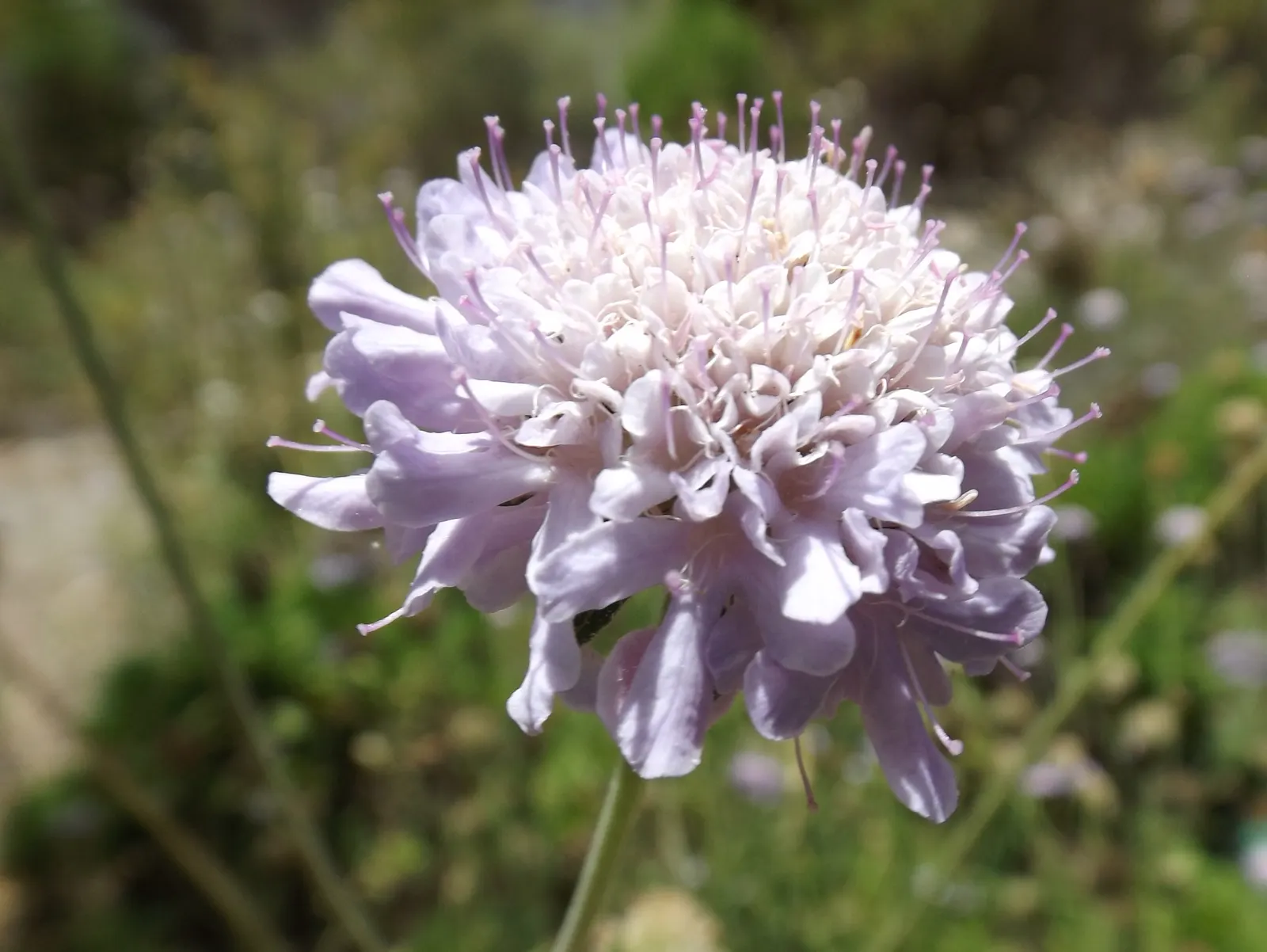 Scabiosa (Scabiosa Caucasica) — perennial for full; and division every 3-4 years will maintain their vigor, image 152