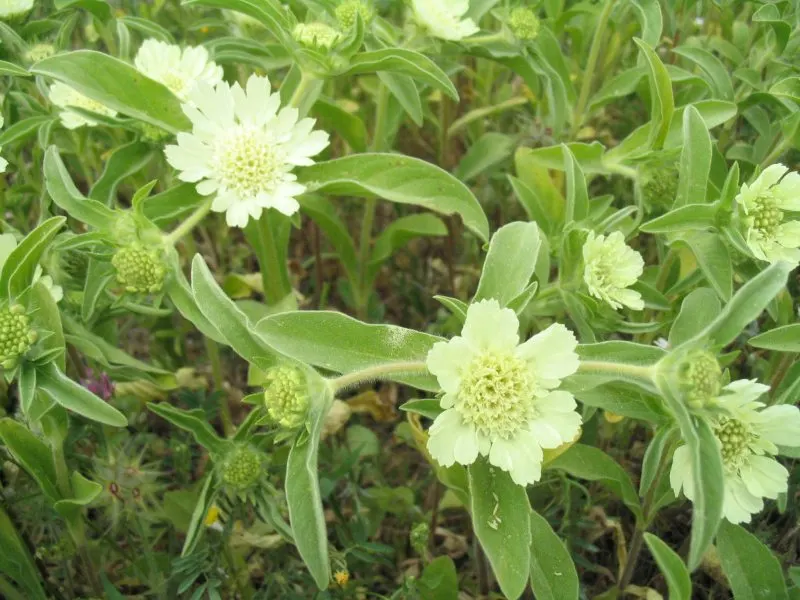 Scabiosa (Scabiosa Caucasica) — which can come in hues of pale lavender to deep blue.<br><br>Perfect for USDA Hardiness Zones 3 through 7, image 105