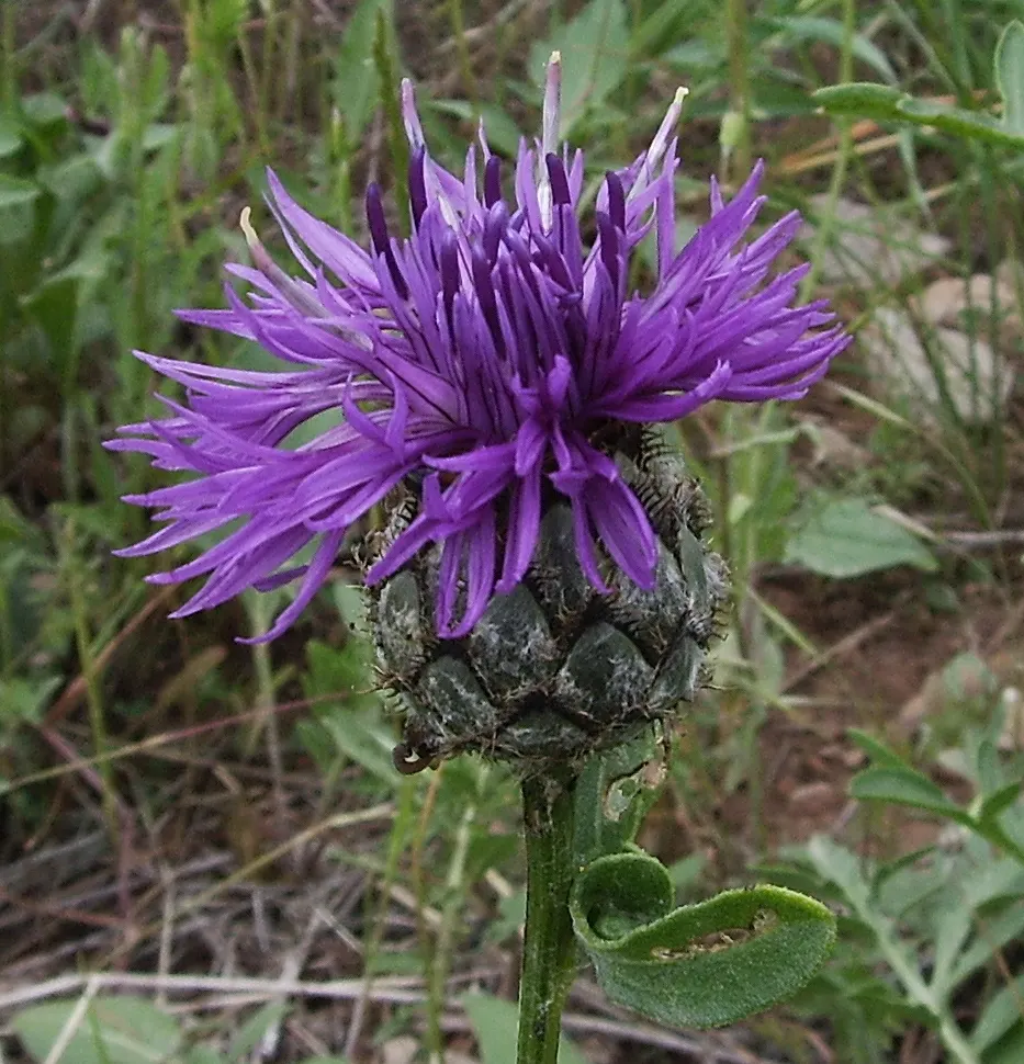 Scabiosa (Scabiosa Caucasica) — The Scabiosa's true allure lies in its delicate yet showy flowers; approximately 2 to 3 inches in diameter, image 159