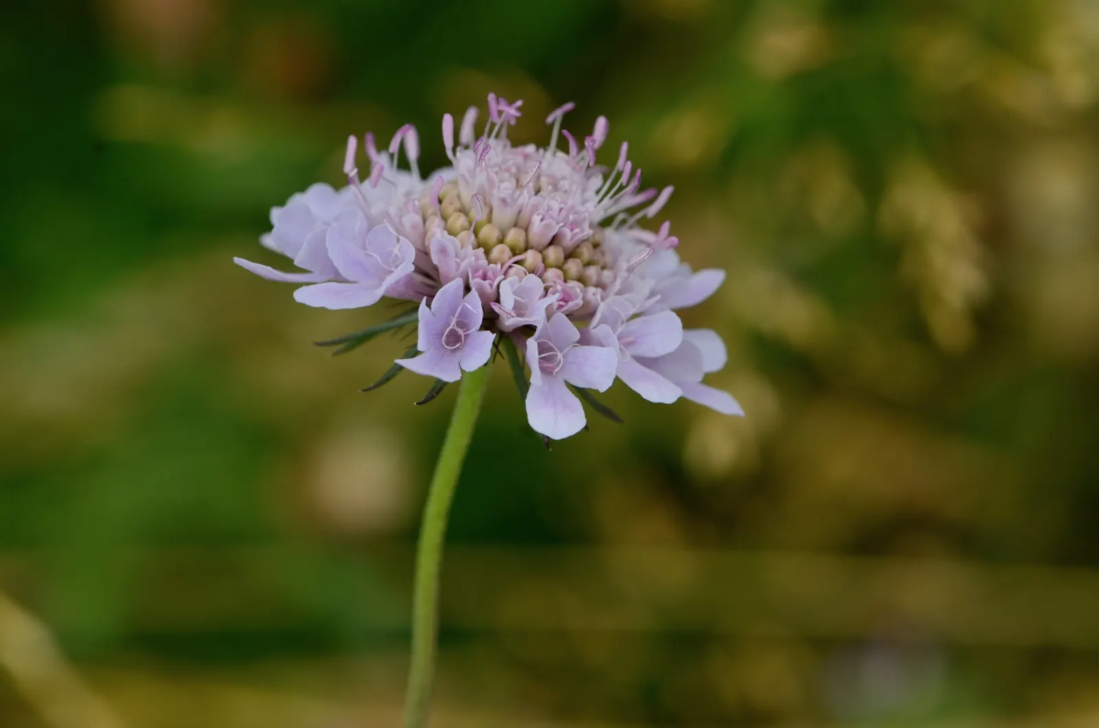 Scabiosa (Scabiosa Caucasica) — commonly known as Caucasian Pincushion Flower or simply Scabiosa; forming neat clumps of slender, image 156