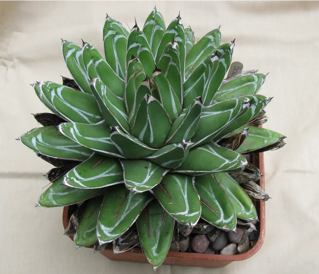 King Of The Agaves (Agave Ferdinandi-Regis) — prized for its symmetrical rosette of silver-blue leaves with striking black terminal spines