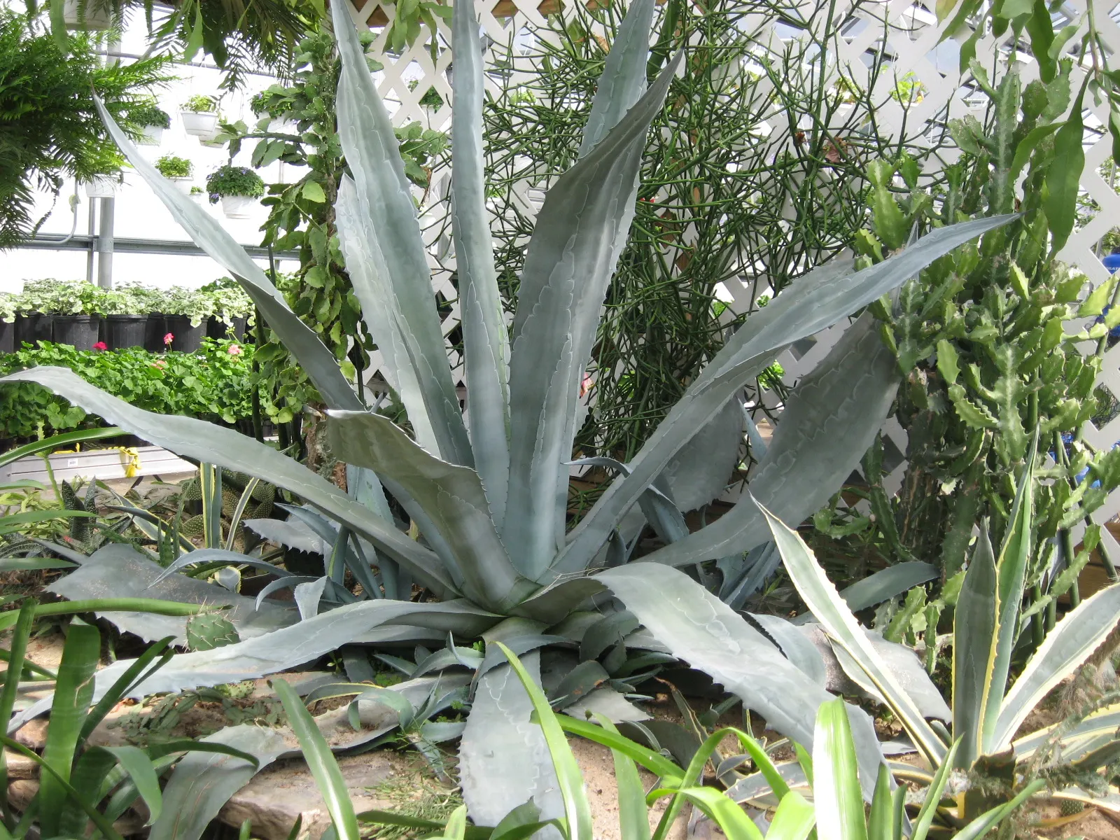 King Of The Agaves (Agave Ferdinandi-Regis) — This drought-tolerant gem reaches up to 18 inches in height and 2 feet in width, perfect for xeriscaping